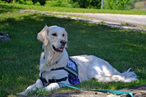 Benefits of Service Dogs For Veterans